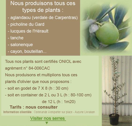 Plants certifiés oliviers de Provence